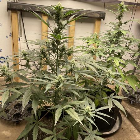 Fast Buds Pound Cake Auto