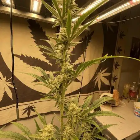 Northern Lights Auto FB420