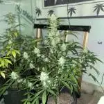 Fast Buds Pound Cake Auto