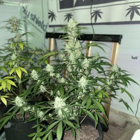 Fast Buds Pound Cake Auto