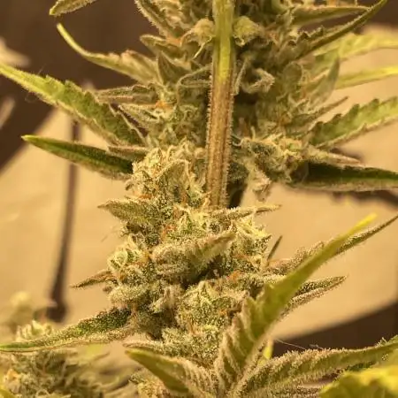 Northern Lights Auto FB420