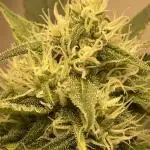 Fast Buds Pound Cake Auto