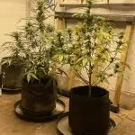 Fast Buds Pound Cake Auto