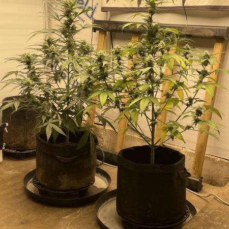 Fast Buds Pound Cake Auto