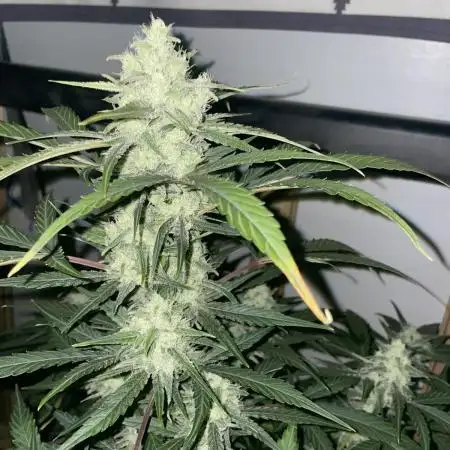 Fast Buds Pound Cake Auto