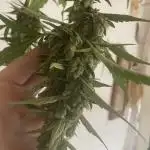 Northern Lights Auto FB420