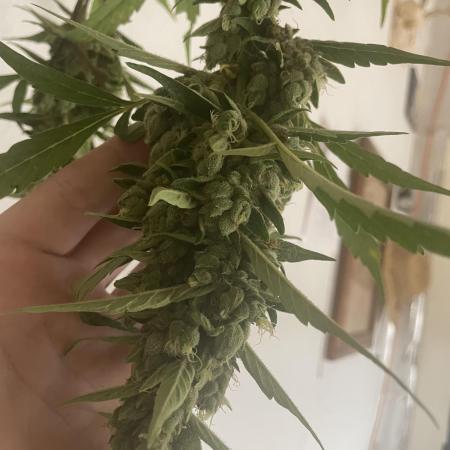 Northern Lights Auto FB420