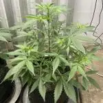 Fast Buds Pound Cake Auto