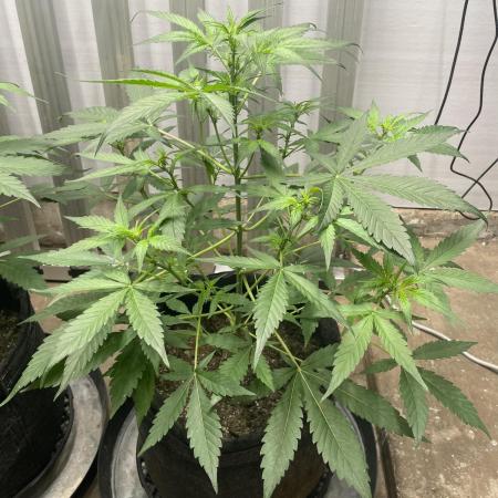 Fast Buds Pound Cake Auto