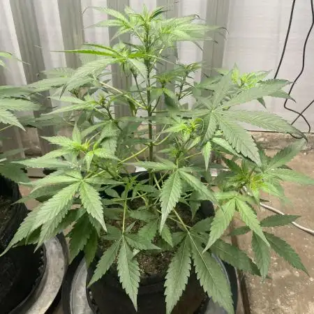 Fast Buds Pound Cake Auto