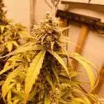 Fast Buds Pound Cake Auto