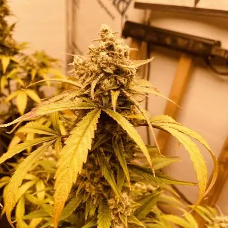 Fast Buds Pound Cake Auto