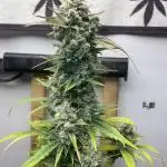 Pound Cake Auto FB