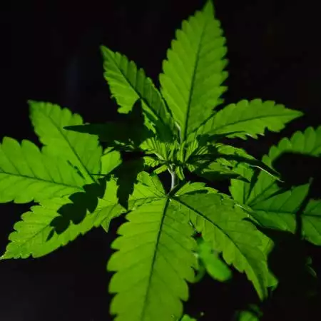 Growprincess 