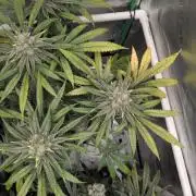 Sunset Sherb Go Fast