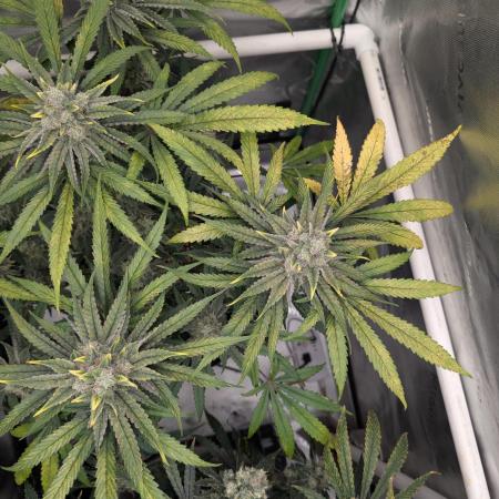 Sunset Sherb Go Fast