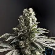 Twinning with Apples and Bananas