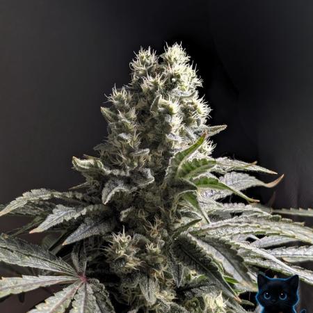 Twinning with Apples and Bananas