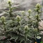 Apple Fritter STRNG style