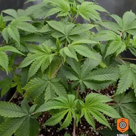 Clementine Slush - Catlife420