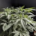 Sunset Sherb Go Fast