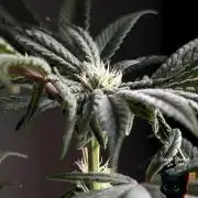 Sunset Sherbet GF (MY TURN) - Catlife420