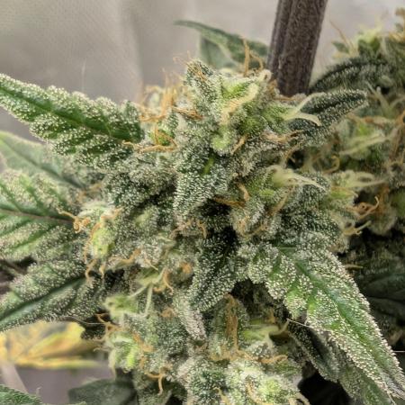 Gettin Frosty with Da Boys