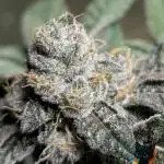 Clementine Slush - Catlife420