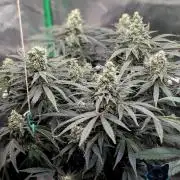 Twinning with Apples and Bananas