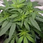 Sunset Sherb Go Fast