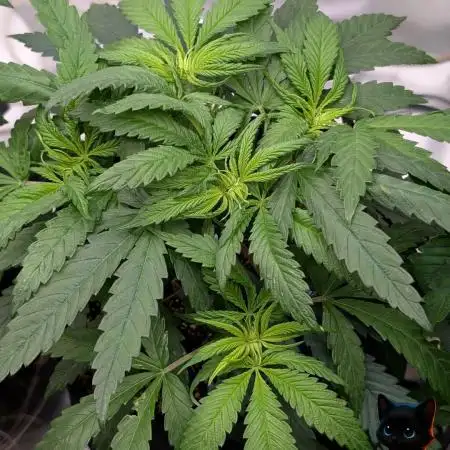 Sunset Sherb Go Fast