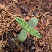 Cherry Cola RF3 to wash it down