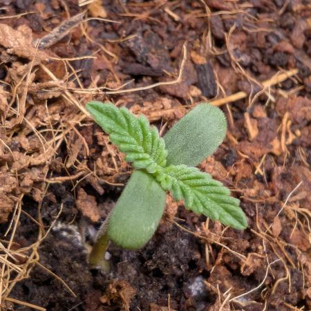 Cherry Cola RF3 to wash it down