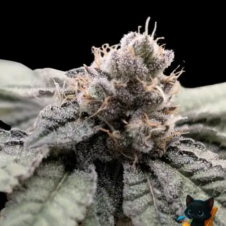 Clementine Slush - Catlife420