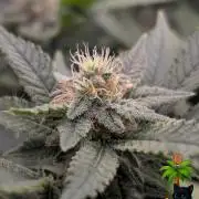 The Dreamy, Pineapple Dream - Catlife420