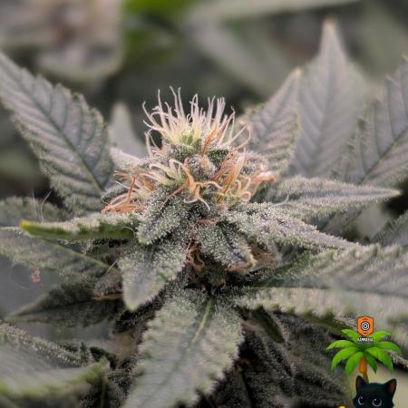 The Dreamy, Pineapple Dream - Catlife420