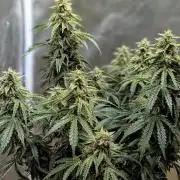 Apple Fritter STRNG style