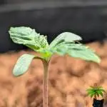 The Dreamy, Pineapple Dream - Catlife420