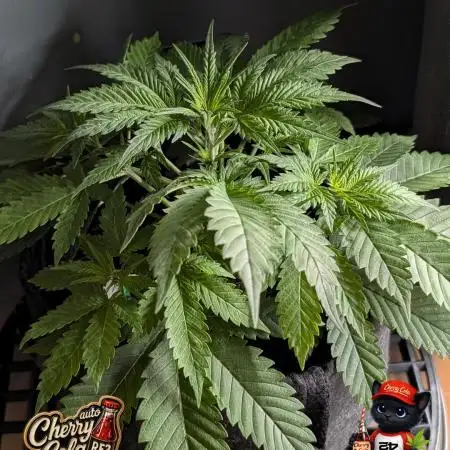 Cherry Cola RF3 to wash it down