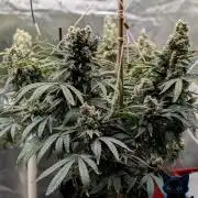 Twinning with Apples and Bananas