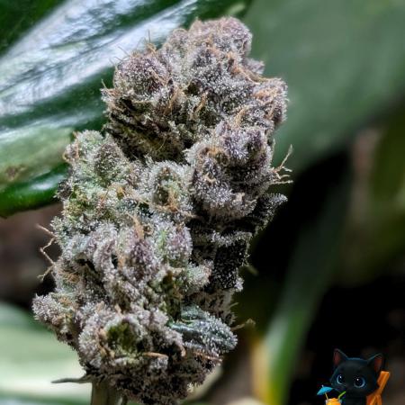 Clementine Slush - Catlife420