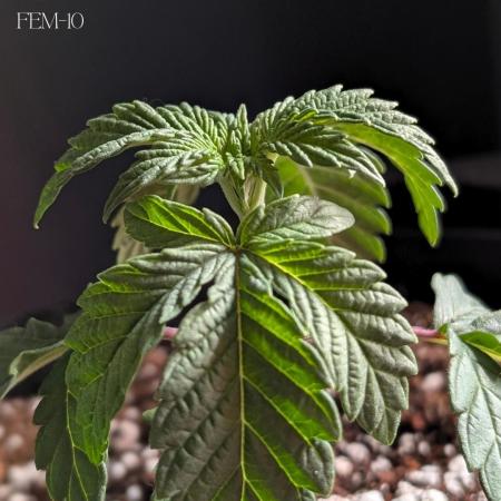 Fem 10 Photo