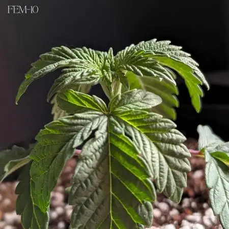Fem 10 Photo