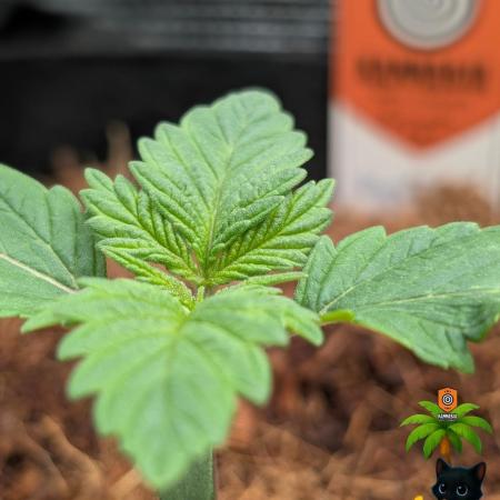 The Dreamy, Pineapple Dream - Catlife420