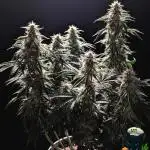 Apple Fritter STRNG style