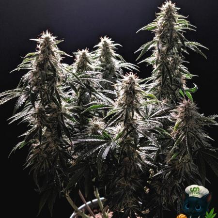 Apple Fritter STRNG style