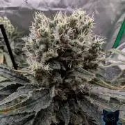 Twinning with Apples and Bananas