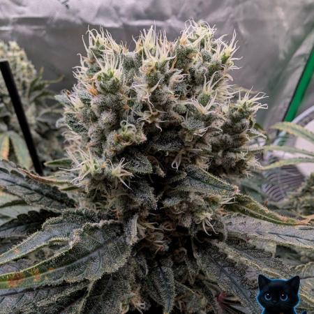 Twinning with Apples and Bananas