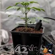 Fast Gorilla Cookies