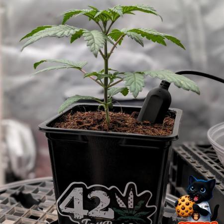 Fast Gorilla Cookies